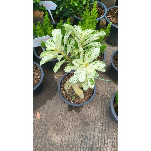 Desert Rose Adenium obesum Variegated - Root in moss/planted - Get similar as picture