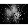 thumbnail image 2 of Carson, Brian 32x25 Black Ornate Wood Framed with Double Matting Museum Art Print Titled - Spiderweb No 3, 2 of 4