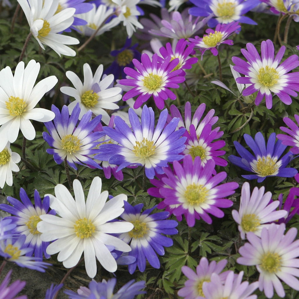 Van Zyverden Wind Flowers Anemone Blanda Mixed Set of 25 Bulbs Mixed Part Sun