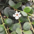 thumbnail image 5 of Codonanthe Devosiana Paula, 6" Plant, The Plant Farm, 5 of 5
