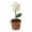 Beige, variant on Crochet Potted Plant Home Decorations, Handmade Artificial Flowers Mini Potted Plant Decoration Suitable, Cute Creative Decorative Gift for Office Living Room Bedroom