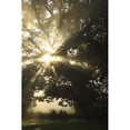 thumbnail image 2 of Sunlight Through Tree; Cahir, County Tipperary, Ireland Poster Print (24 x 38), 2 of 4