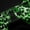 Green, variant on Feelyou Leopard Print Bowknot Black Out Curtains, Kawaii Pink Cheetah Polkadots Curtains Pack of 2 (42x63 Each), Teens Kids Boys Girls Bedroom Curtains, Curtains and Drapes Decor