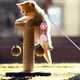 thumbnail image 5 of Juguete de palo de pluma de gato, caña de pescar retráctil interactiva para gato, gato divertido, 5 of 5