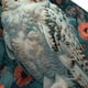 thumbnail image 3 of Fotbe Moon Flower White Owl Gorro Clásico de Béisbol, Gorra Ajustable con Broche Snapback, Gorro de Exterior de Algodón Suave, 3 of 6