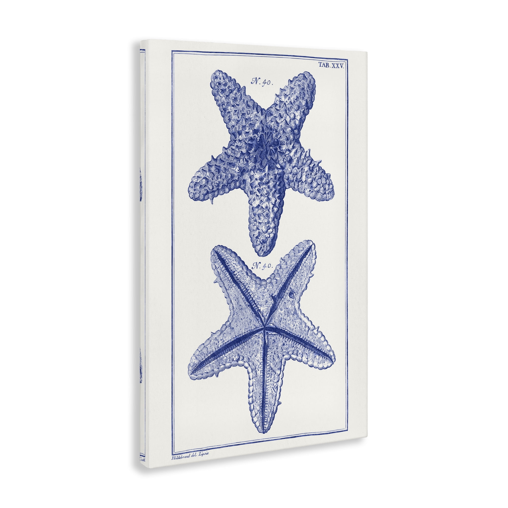 Stupell Industries Blue Starfish Studies Animals & Insects Painting Gallery Wrapped Canvas Art Print Wall Art, 16 x 24