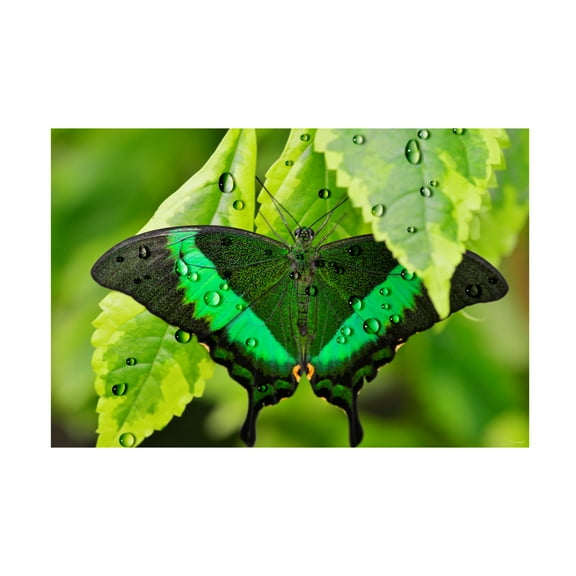 Canvas Wall Art - Gordon Semmens 'Textures 11' Wall Art for Living Room, Bedroom, or Office Décor by Trademark Fine Art - 19 x 12 Inches