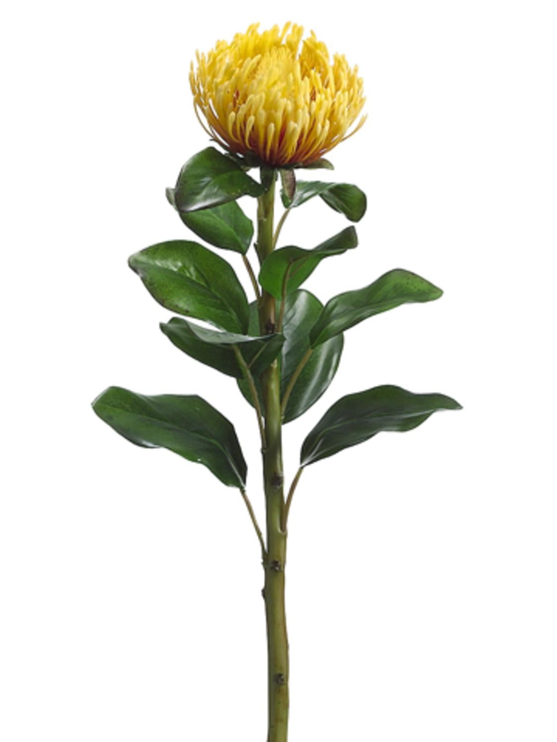 flower stem flower stem