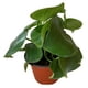 thumbnail image 5 of planta corazón de maría 21.8 x 13 cm con maceta de plástico, 5 of 6