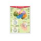 thumbnail image 1 of Póster El Cerebro Educatodo B-0025-I, 1 of 2