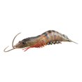 thumbnail image 1 of TISHITA Marine Animal Model Educational Learning Toy Shrimp Action Figure Toys Cognitive Black 103g, 1 of 8