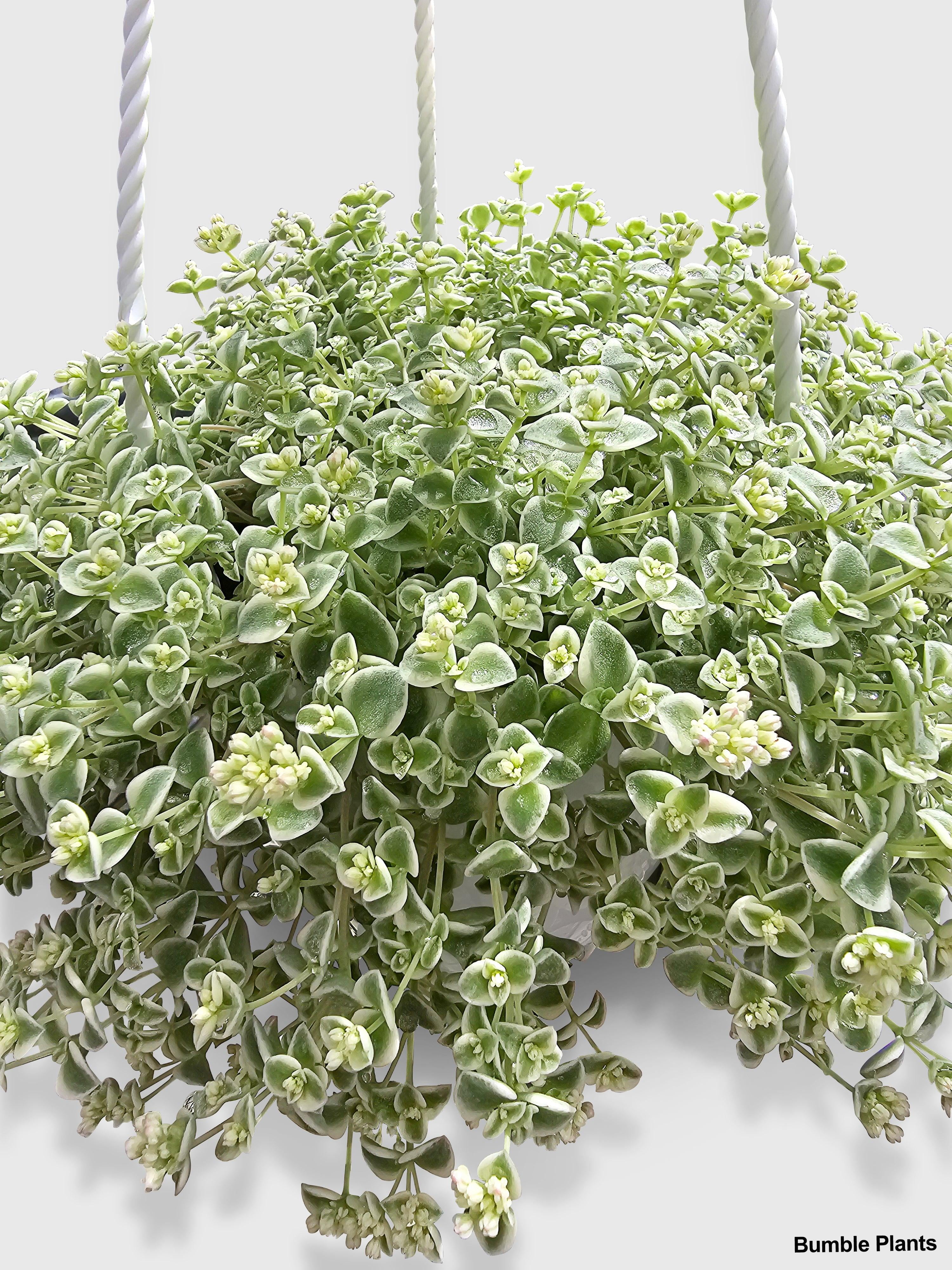 Sedum Little Missy - Live Air-Purifying Indoor Plant in Nursery Pot – Easy Care, Low Maintenance Houseplant for Home & Office Decor, Natural Air Cleaner, Best for Beginners