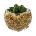thumbnail image 2 of D&W Silks Large Echeveria in Glass Cube, 2 of 2