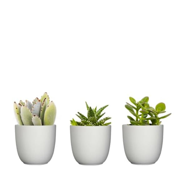 Plantsome Easy Care Succulent Trio in 2.5 inch White Ceramic Pots | Real Live Plants Succulents