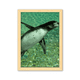 thumbnail image 1 of Agua sur de Penguin ciencia naturaleza foto Cuadro de madera decorativa marco de casa A4, 1 of 3