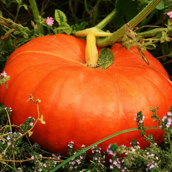 TomorrowSeeds - Cinderella Pumpkin Seeds - 40  Count - For 2026 Planting Rouge Vif D'Etampes