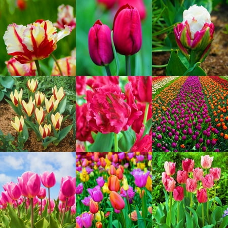 

Tulip Bulbs Striking Flowers Tulips Have An Elegant Appearance Tulips Have A Light And Fresh Fragrance