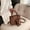 Brown, variant on Fashion Zipper Messenger Bag for Women - Stylish Casual Crossbody Bag Shoulder Handbag, Versatile Women’s Cross Body Purse, Trendy Everyday Handbag with Zipper Closure