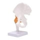 thumbnail image 1 of Life Size Hip Bone Model - Hip Joint Model with Flexible Ligaments and Bony Landmarks Human Hip Joi, 1 of 5