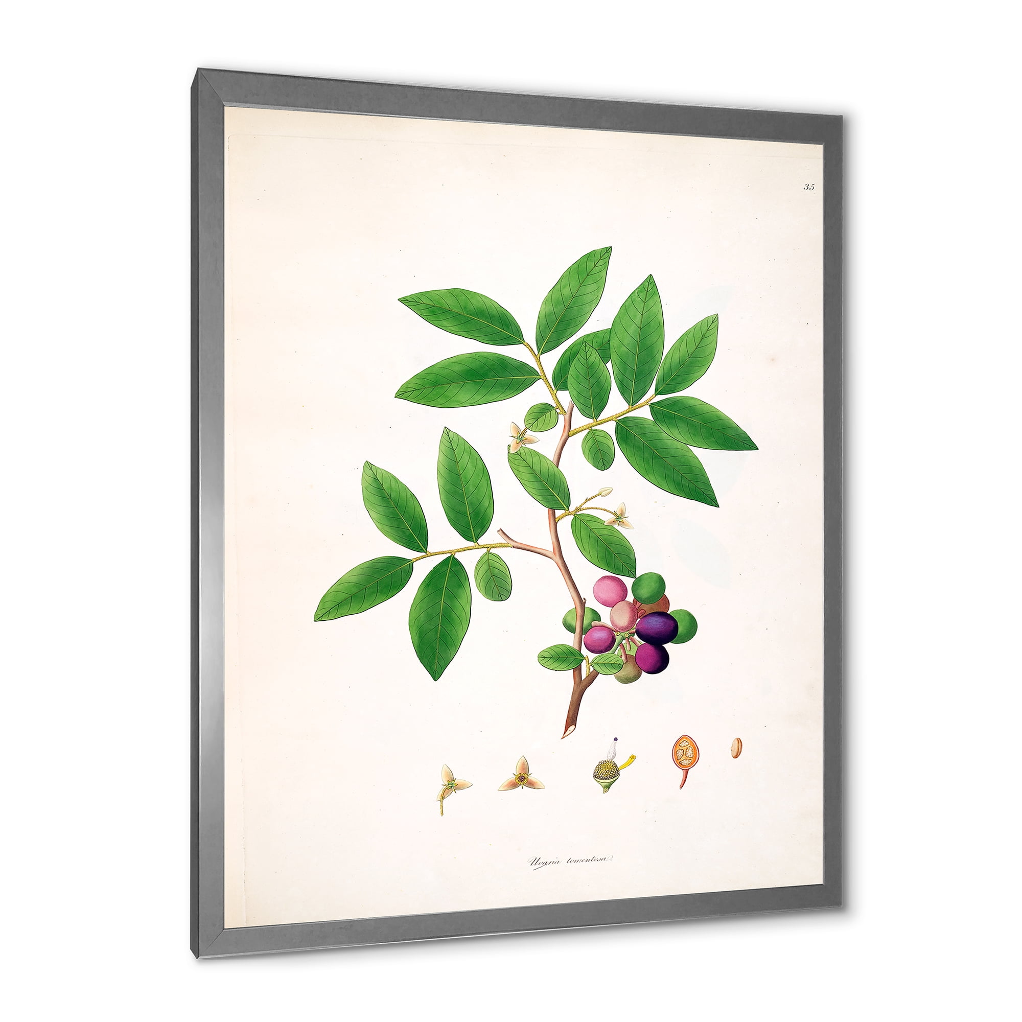 Designart 'Ancient London Plants XI' Farmhouse Framed Art Print