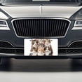 thumbnail image 3 of Sweet Norwegian Forest Cats Metal Novelty License Plate, 3 of 7