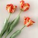 thumbnail image 3 of Flor artificial hidratante de tacto real, tulipán loro 3D, flor de seda única, decoración para el hogar, bonsái, arreglo floral, ramo de flores falsas, 3 of 6