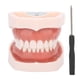 thumbnail image 4 of Modelo de Dientes dentales, Modelo de dentadura, Modelo de Dientes estándar Desmontable, demostración de tipodonto con Destornillador para la práctica docente Ecomeon  no, 4 of 6
