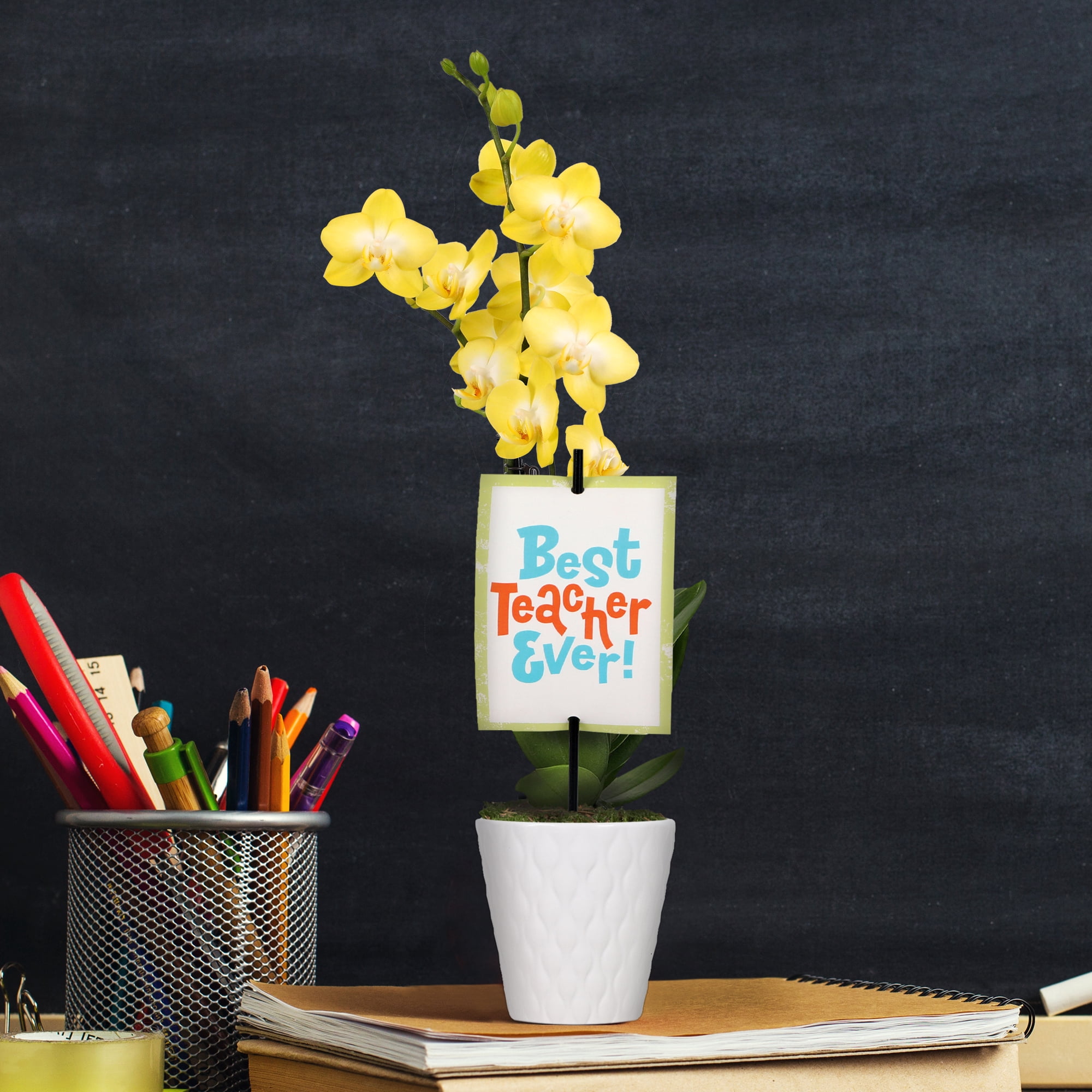 3" Petite Yellow Orchid in Evi White Planter – Best Teacher Ever