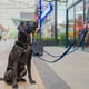 thumbnail image 3 of Correa de adiestramiento para perros HALTI multifuncional de doble punta, 2 m, 3 of 4