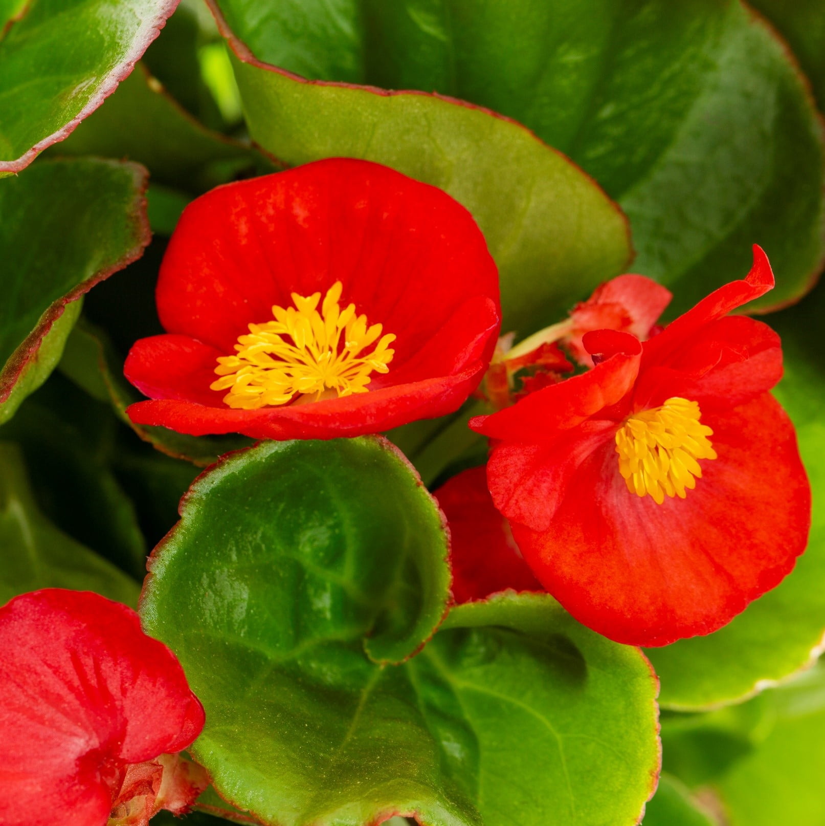 Expert Gardener 1.5gal Red Begonia Live Annual Plant Hanging Basket Shade
