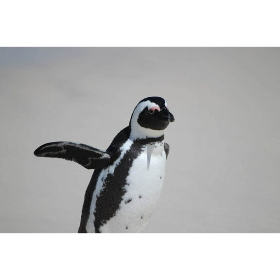 Boer Penguin Glossy Poster