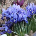 thumbnail image 5 of Rock Garden Mixed Flower Collection, 55 Bulbs - Featuring 4 Varieties of Blue, White & Purple Flowers, 5 of 8