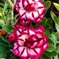 thumbnail image 5 of 4 Magenta Cherry Desert Rose Seeds Adenium Obesum Flower Perennial Flowers Exotic 547, 5 of 6