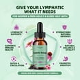 thumbnail image 5 of Lymphatic Drainage Drops, 10-in-1 Lymphatic Supplements with Echinacea & Burdock Root- Immune & Detox Boost, Advanced Absorption, Non-GMO (2 fl oz, 2 Pack), 5 of 10