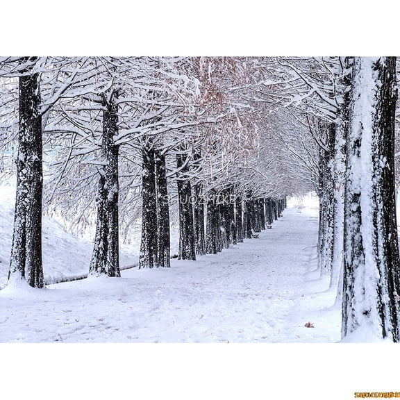 Snow Winter Forest Photography Backdrops Shrubbery Nature Scery Ferns In Tropical Rainforest Photo Studio Background RR-01