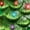 Green, variant on Best Choice Products 15in Ceramic Christmas Tree, Pre-lit Hand-Painted Holiday Decor w/ 64 Lights - Green w/ Multicolor Bulbs