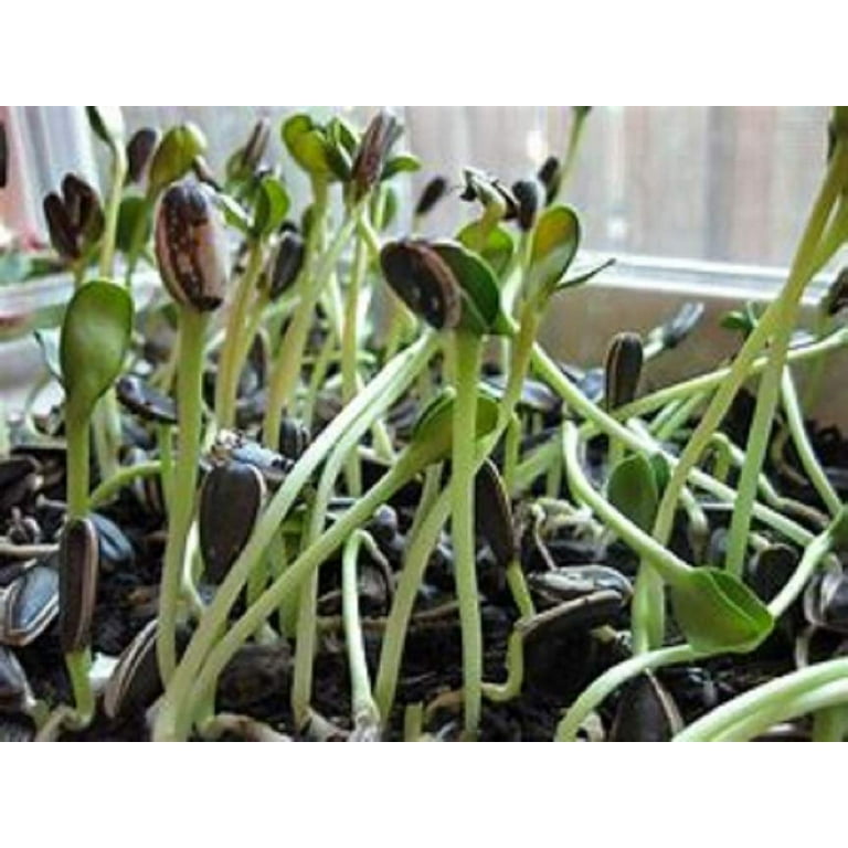 Sunflower Sprouting Seed, Non GMO MVR1&nbsp;16 oz Country