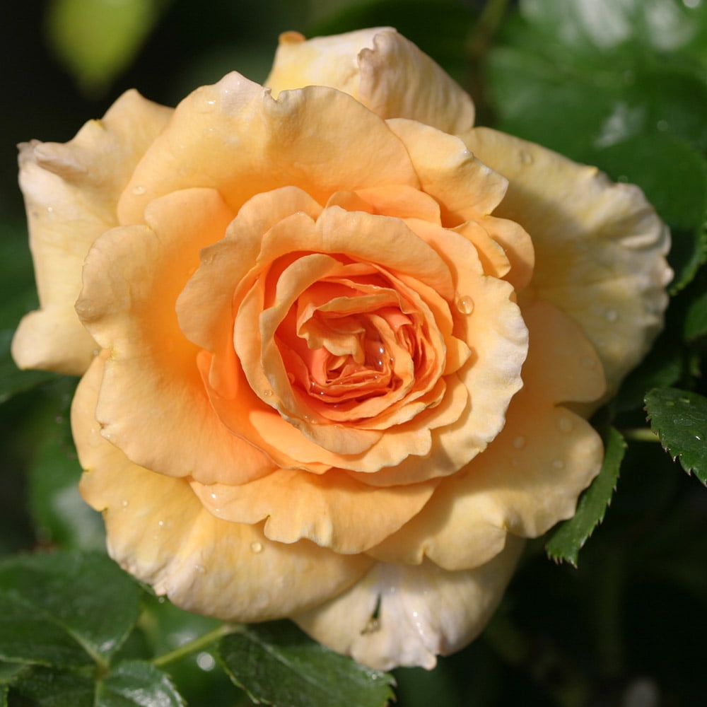 Potted Welsh Gold Heirloom Roses Delivered Live Orange Flower Rose