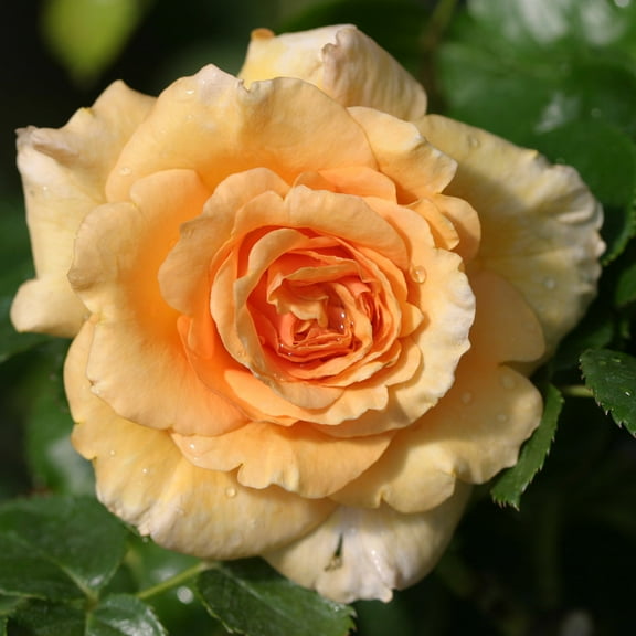 Heirloom Roses - Welsh Gold™ English Legend Rose Bush - Live Orange Flower Plants