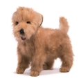 thumbnail image 1 of Cachorro Terrier De Pie 18""L, 1 of 2