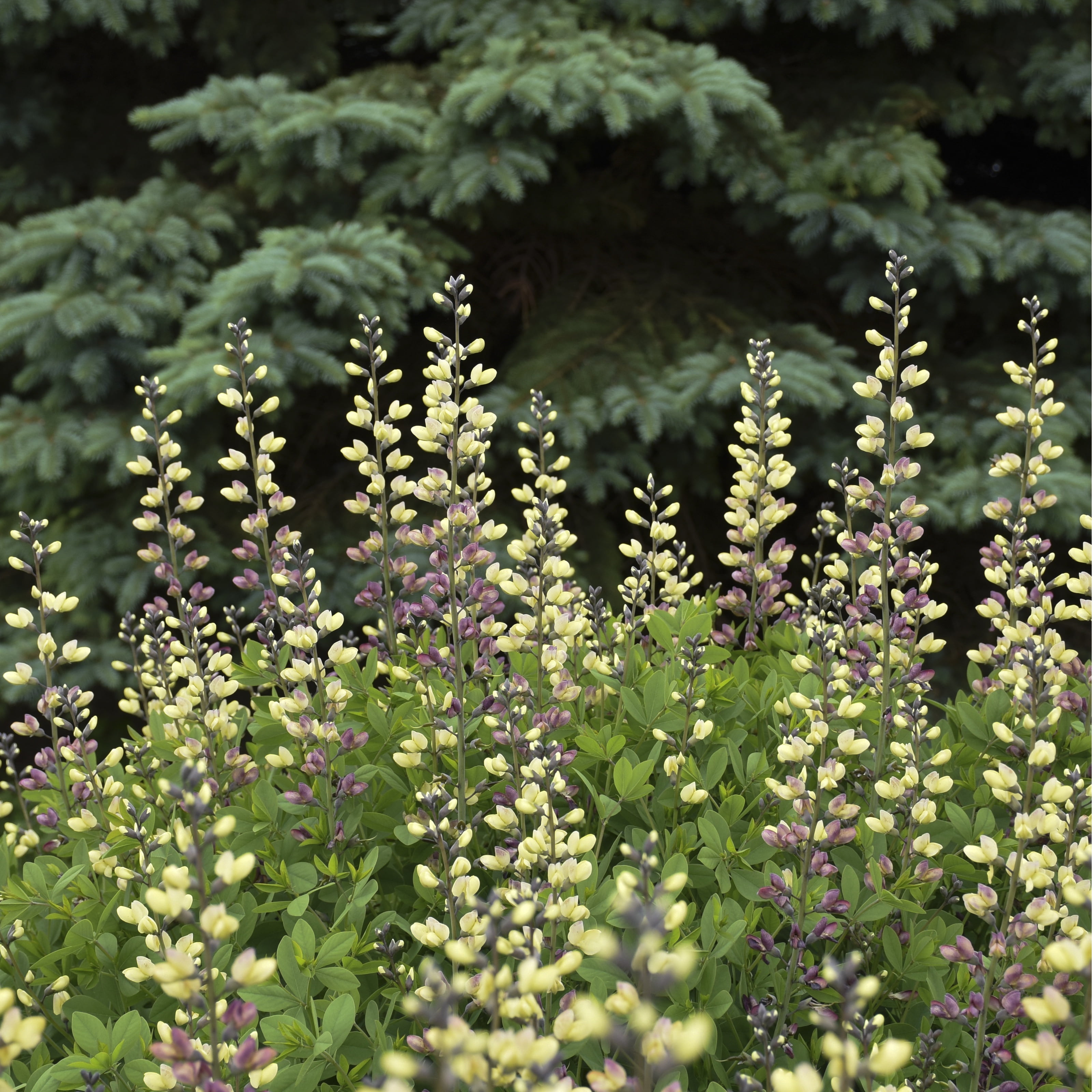 Proven Winners 1 Gallon, Decadence Deluxe 'Pink Lemonade' False Indigo (Baptisia), Live Plant, Pink and Yellow Flowers 1 Pack