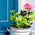 thumbnail image 4 of Garden Trellis Wrought Iron Climbing Plants Trellis Green Plant Support, 4 of 7