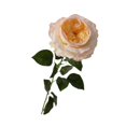 thumbnail image 4 of Ramo de rosas artificiales para centro de mesa, rosa realista hidratante Amarillo claro, 4 of 9