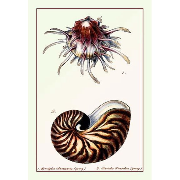 Scallop Over Nautilus-Fine Art Canvas Print (20" x 30")