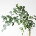 thumbnail image 3 of 50pcs Natural Fresh Preserved Eucalyptus Leaves, Eternelle Artificial plant Material DIY Christmas craft Bookmark, 3 of 13