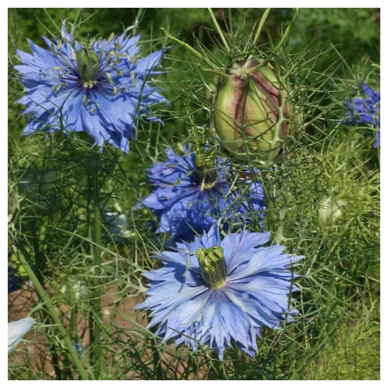 Everwilde Farms - 1 lb Love In A Mist Garden Flower Seeds - Gold Vault Bulk Seed Packet