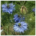 thumbnail image 4 of Everwilde Farms - 1/4 lb Love In A Mist Garden Flower Seeds - Gold Vault Bulk Seed Packet, 4 of 4