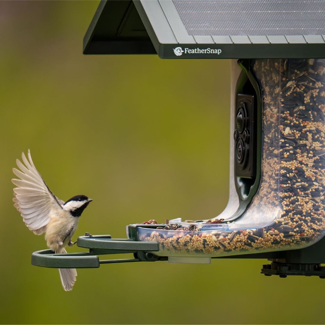 Feathersnap Scout WiFi Solar-Powered Smart Bird Feeder