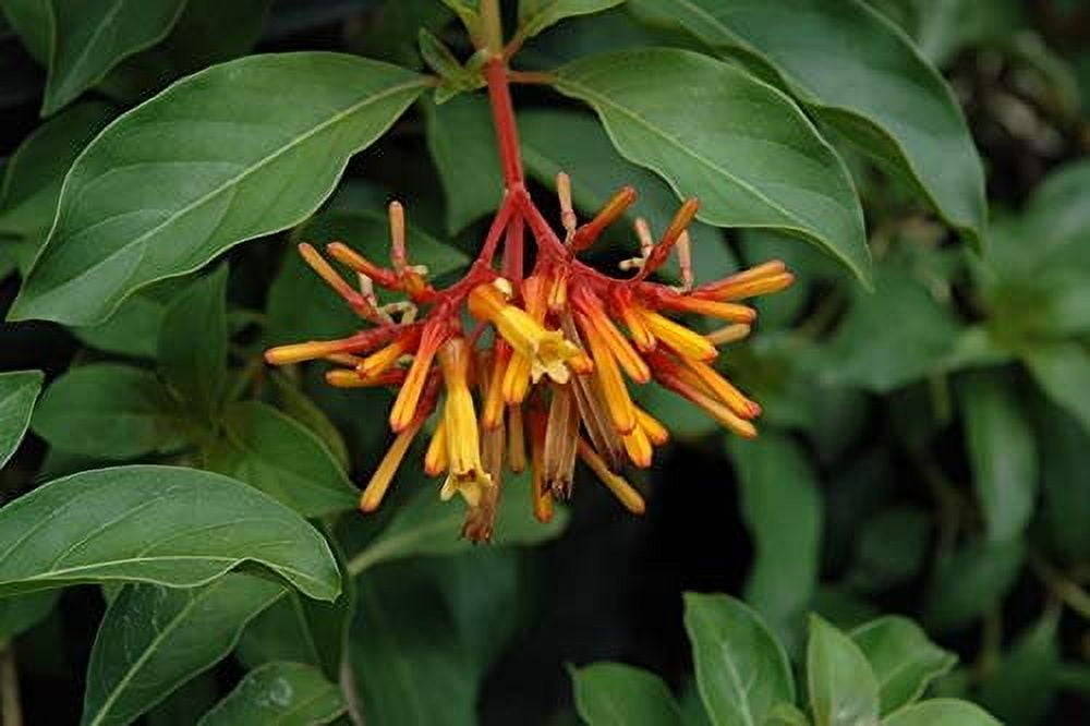Firebush Dwarf I 3 Live Plants I Hamelia Patens Compactal Vibrant Red-Orange Blooms, Low-Maintenance, Heat-Tolerant, Perfect for Small Gardens and Containers