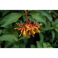 thumbnail image 4 of Firebush Dwarf I 40 Live Plants I Hamelia Patens Compactal Vibrant Red-Orange Blooms, Low-Maintenance, Heat-Tolerant, Perfect for Small Gardens and Containers, 4 of 9